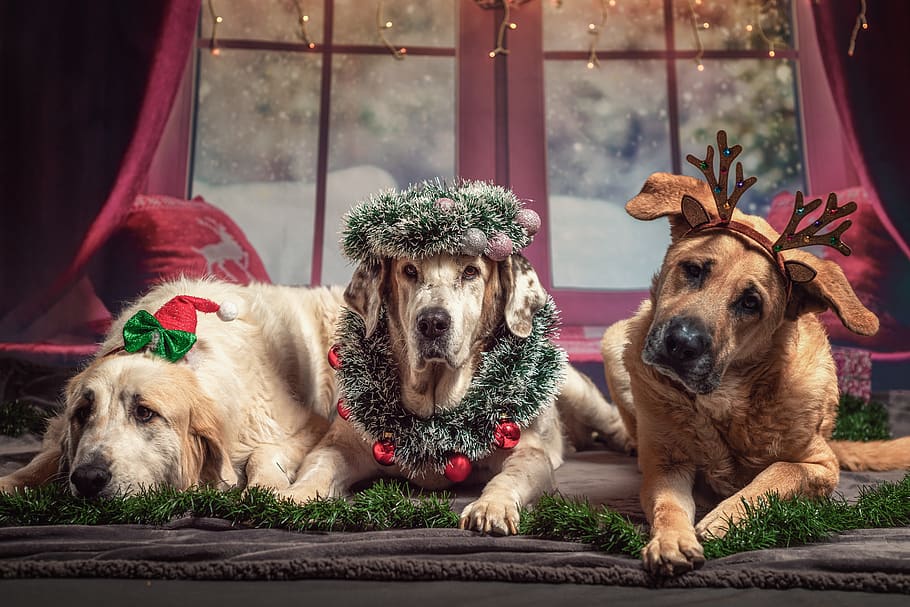 dog, christmas, gifts, pet, funny, santa hat, santa, sweet, mammal, pets