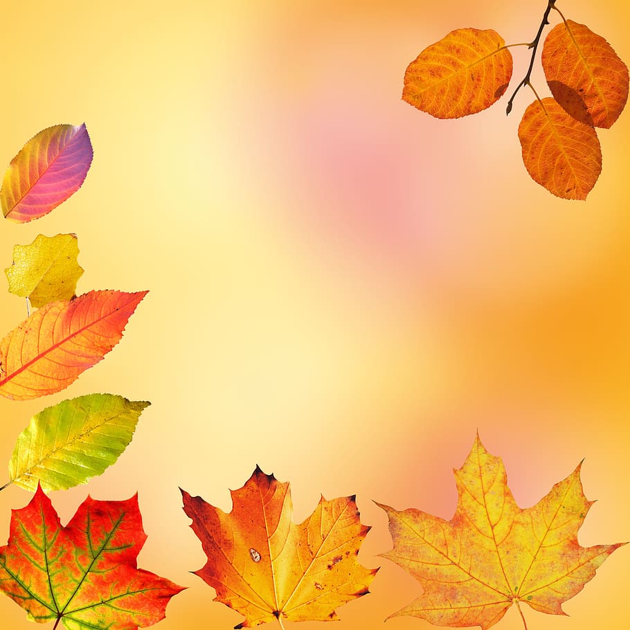 tutup, foto, kuning, daun, musim gugur, warna-warni, dedaunan gugur, warna gugur, musim gugur emas, daun maple