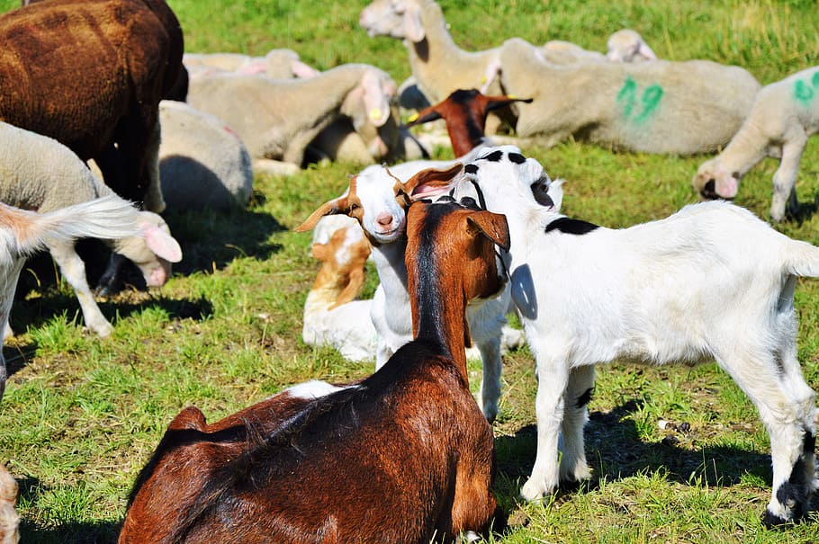 goat, prima donna, geiss, little kids, pasture, meadow, livestock, animal  husbandry, creature, animal world | Pxfuel