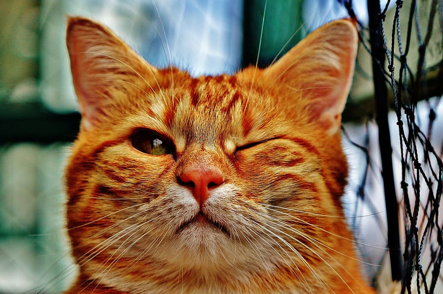kucing kucing coklat, kucing, mengedipkan mata, lucu, bulu, hewan, merah, kesayangan, adidas, mietze