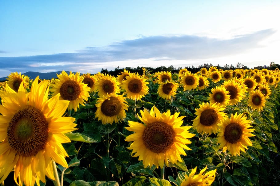 bidang bunga matahari, Bunga Matahari, kuning, bunga, flora, tanaman, mekar, alam, tidak digarap, botani