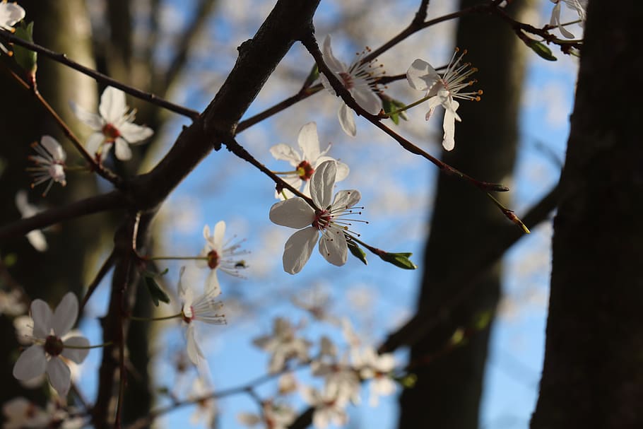 flower, tree, spring, nature, blossom, bloom, branch, park, sakura, the beginning of spring