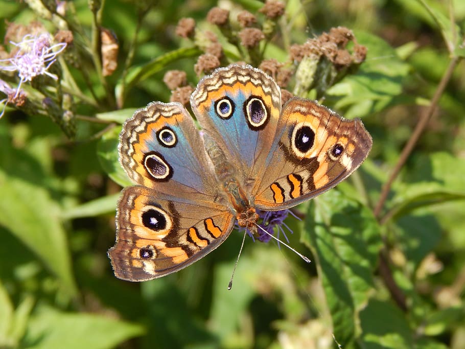 common, buckeye butterfly, perched, green, leaf plant, butterfly, colorful, sucking, wings of colors, animal themes