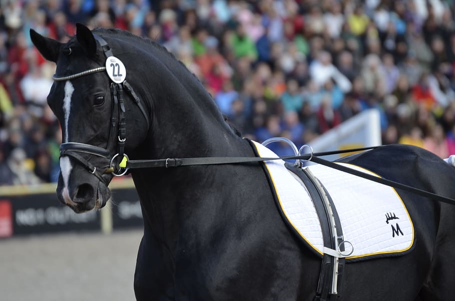 standing, black, horse, crown, daytime, main and state stud marbach, stallion parade, rap, stallion, work at hand