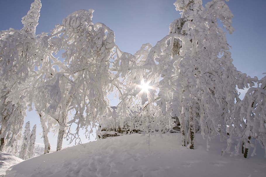 bavarian forest, winter, backlighting, wintry, cold, mood, mystical, frost, sunbeam, snow landscape