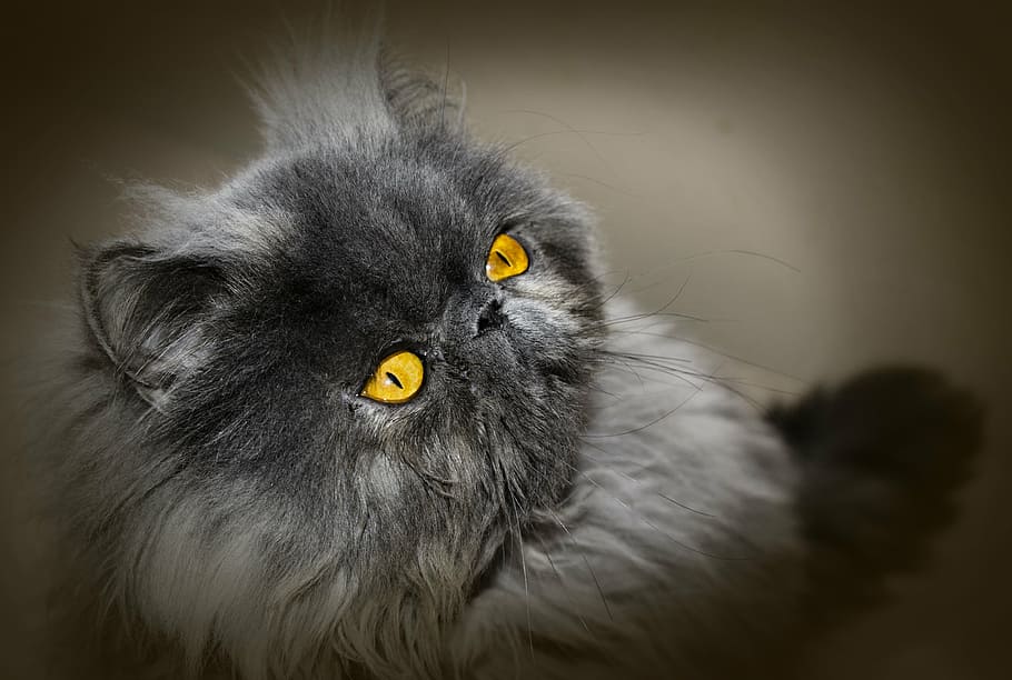 close-up photo, gray, himalayan cat, cat, persian cat, persian, feline, look, home, animal