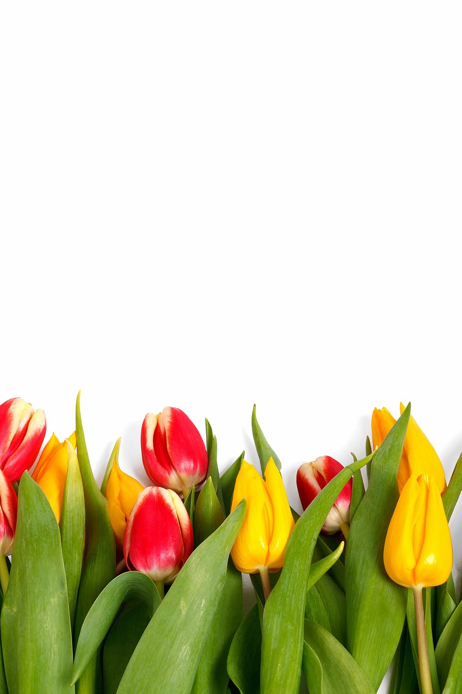 rojo, amarillo, tulipanes, blanco, superficie, primer plano, foto, fondo, floración, frontera