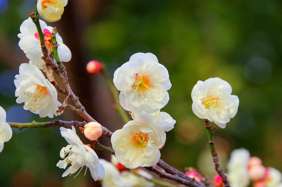 plum, spring, plum blossoms, white flowers, japan, flowers, white plum blossoms, white, petal, white plum