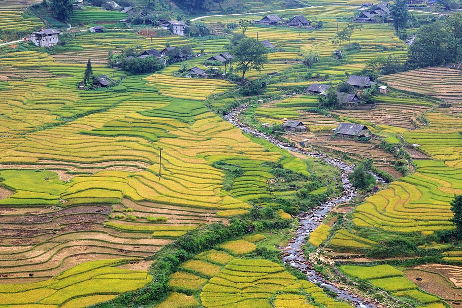 aerial, photography, rice terraces, sapa, lao cai, vietnam, landscape, nature, plant, mountain