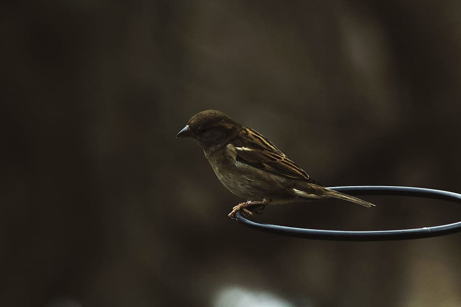 sparrow, black, ring, shallow, focus photography, dark, bird, animal, outdoor, nature