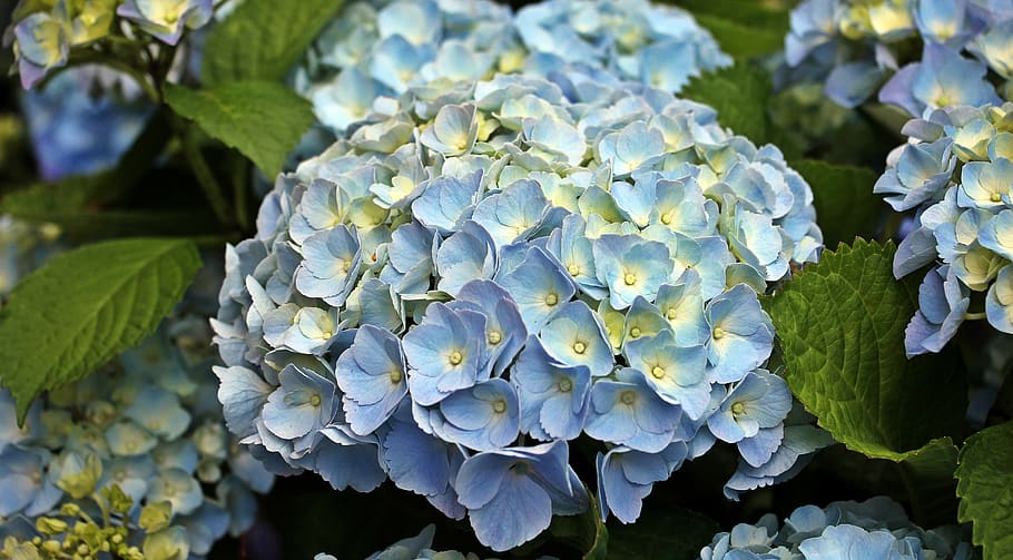 hortensias azules y amarillas, floración, cerrar, foto, hortensia, flor,  flor ornamental, planta, planta ornamental, flores | Pxfuel