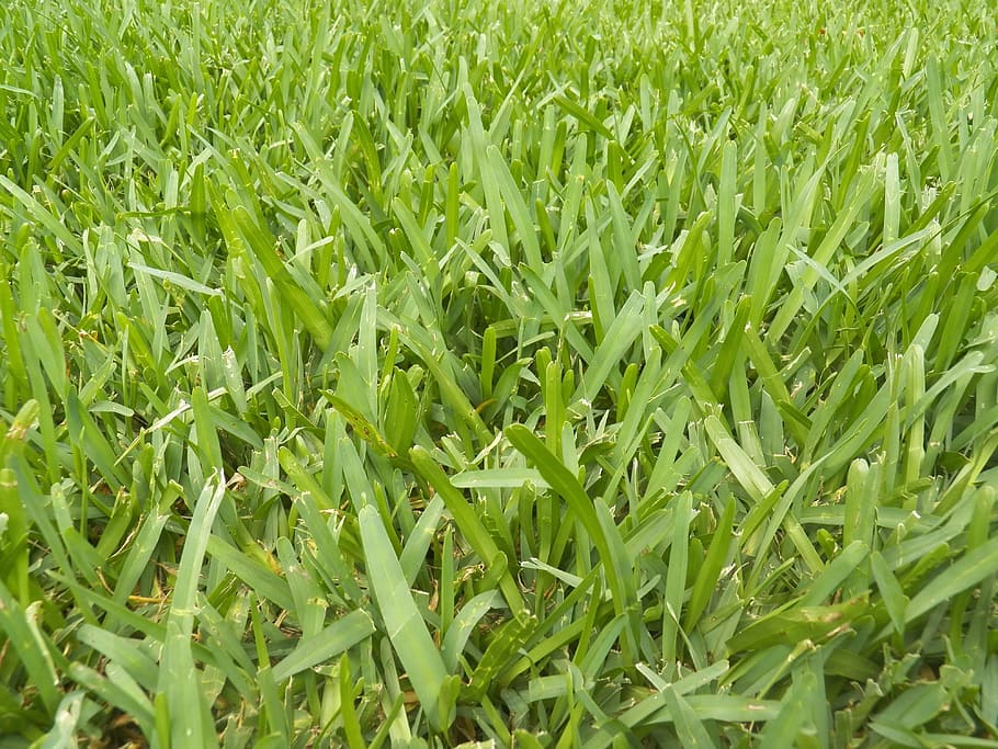 草 芝生 テクスチャ 植物 緑 自然 緑色 フィールド 背景 アウトドア Pxfuel
