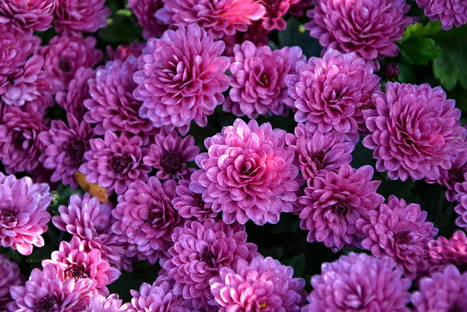 pink flowers, flower, chichewa live, vivid color, flowers, plant, macro, autumn flowers, nature, flower picture