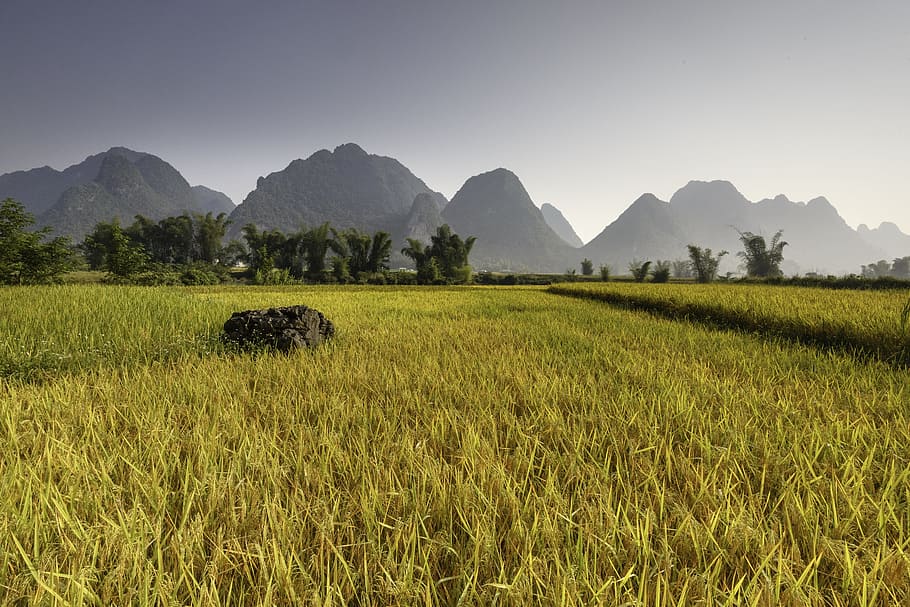 grasses, mountains, white, sky, rice, vietnam, plateau, travel, asian, asia