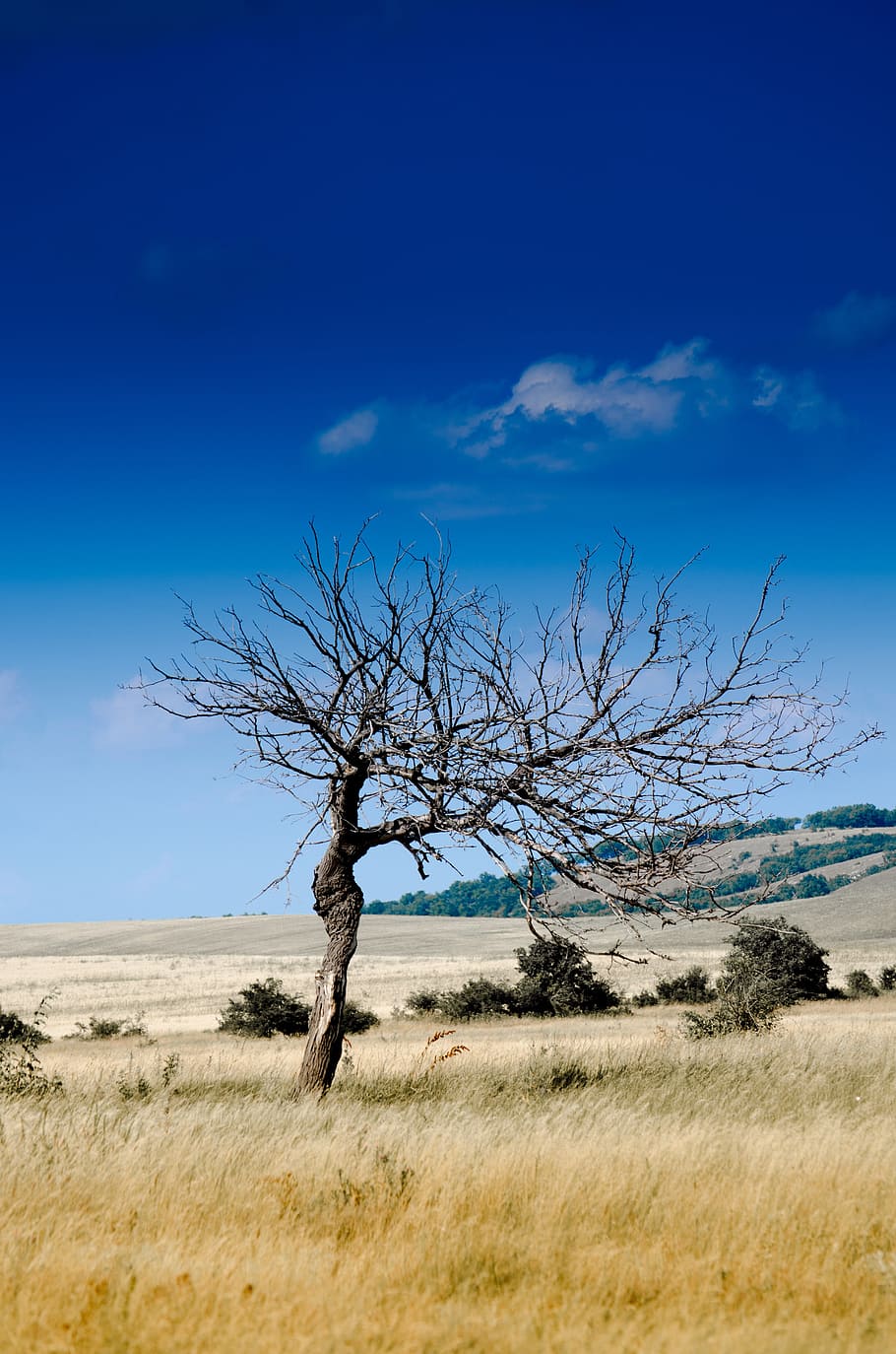 leafless tree, grass field, wood, nature, sheer, drought, dead tree, decay, dry wood, sky