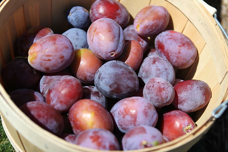 basket of peach, plums, fruit, harvest, organic, healthy, fresh, fruits and vegetables, ripe, red