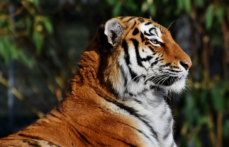 selective, focus photography, tiger, cat, predator, wildcat, big cat, tiger head, tongue, dangerous