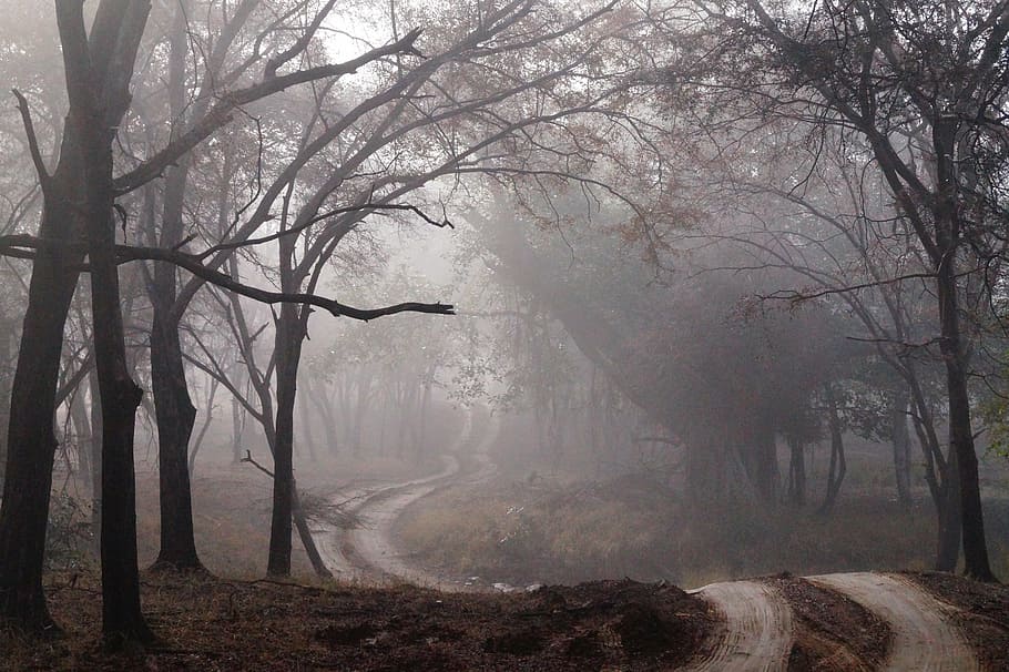 dirt road, surrounded, trees, fog, mist, forest, wood, nature, landscape, path