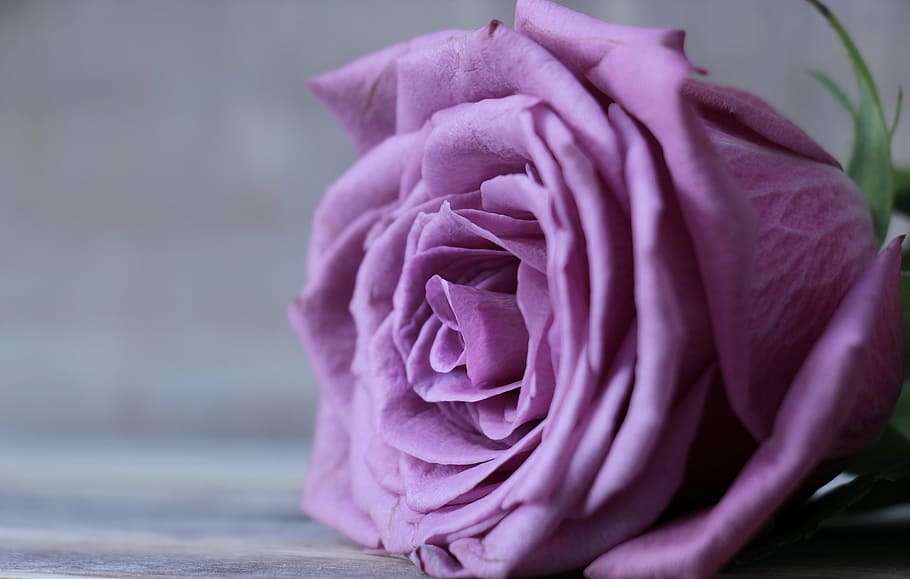 selective, focus photography, purple, rose, floribunda, rose bloom, blossom, bloom, flower, purple rose