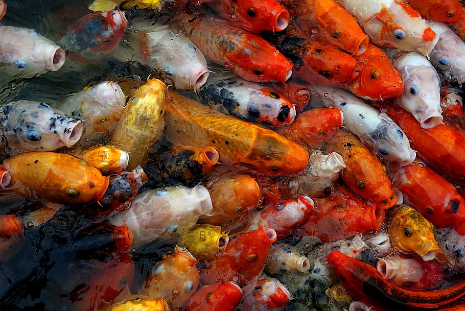 Koi, carp, assorted-colo, Fish, large group of animals, swimming, water, group of animals, koi carp, animal