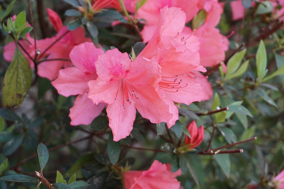 flores, azalea, flor, planta, planta floreciendo, crecimiento, belleza en  la naturaleza, pétalo, fragilidad, vulnerabilidad | Pxfuel