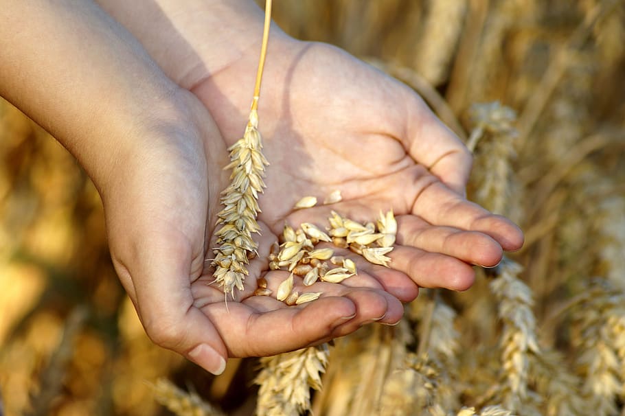 gandum, tangan, biji-bijian, simpan, sereal, roti, panen, pertanian, musim panas, ladang