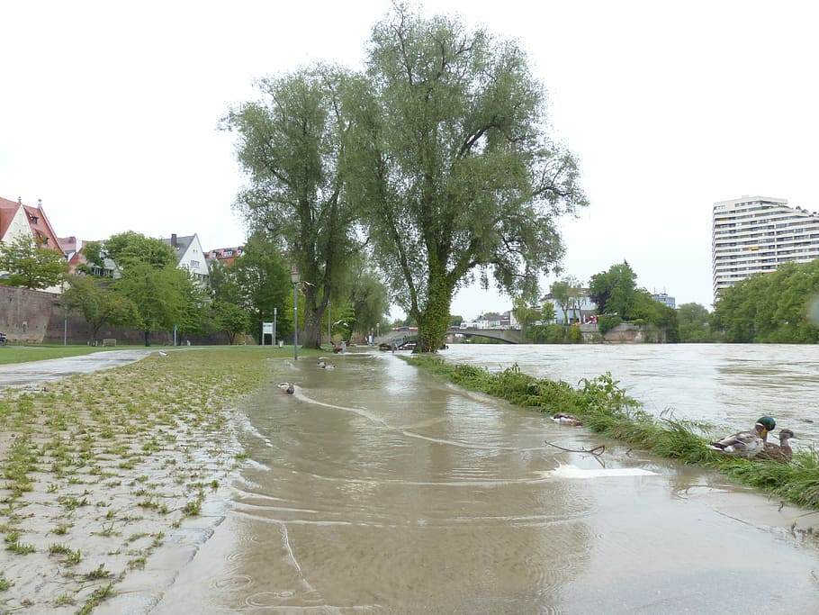 dos árboles verdes, agua alta, danubio, ulm, carretera, llanura de inundación del río, parque de la ciudad, inundado, bloqueado, daños