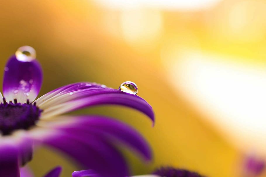focus photography, purple, flower, daisy, african, drops, flowers, violet, petals, nature