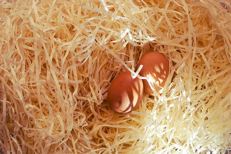 two, eggs, top, nest, brown, straw, farm, food, hay, lying down