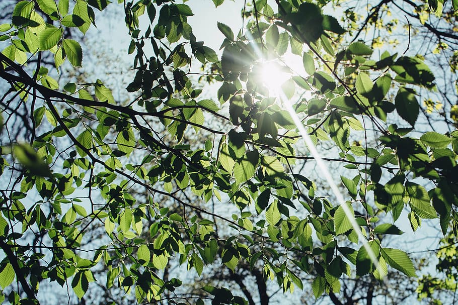 verde, hojeado, árbol, luz solar, sombreado, sol, naturaleza, árboles, ramas, hojas