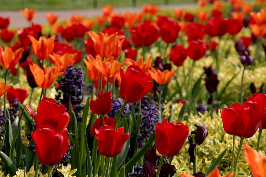 tulips, red, many, flowers, nature, spring, floral, green, blossom, plant