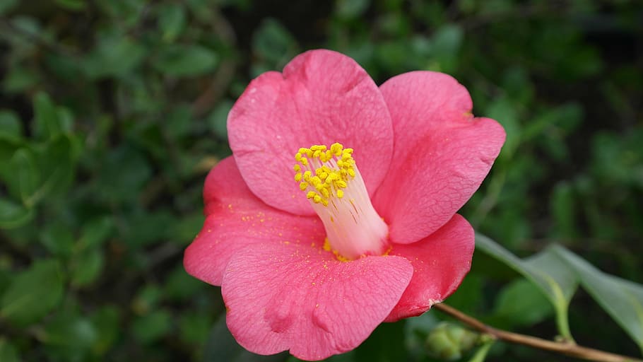 camelia, camellia japonica, planta de árbol de té, flor de arbusto, flora,  naturaleza, flores, flores florecen, arbusto amarillo, rosa | Pxfuel