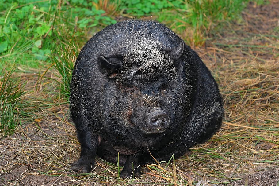 pig, sit, massive, pot bellied pig, female, eat, trustful, domestic pig, animal themes, animal