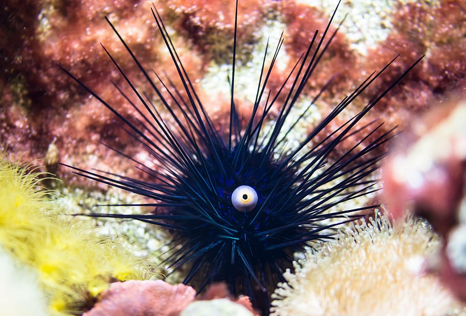 sea urchins, ocean, gift, sting, sea animal, underwater, meeresbewohner, toxic, exotic, dangerous