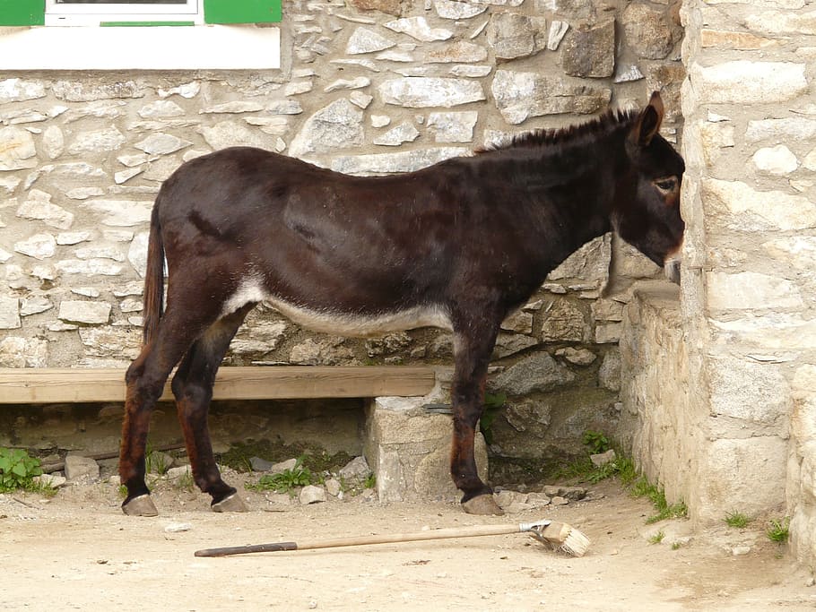 donkey, animal, hut, lonely, alone, brown, hungry, stand, wait, pet