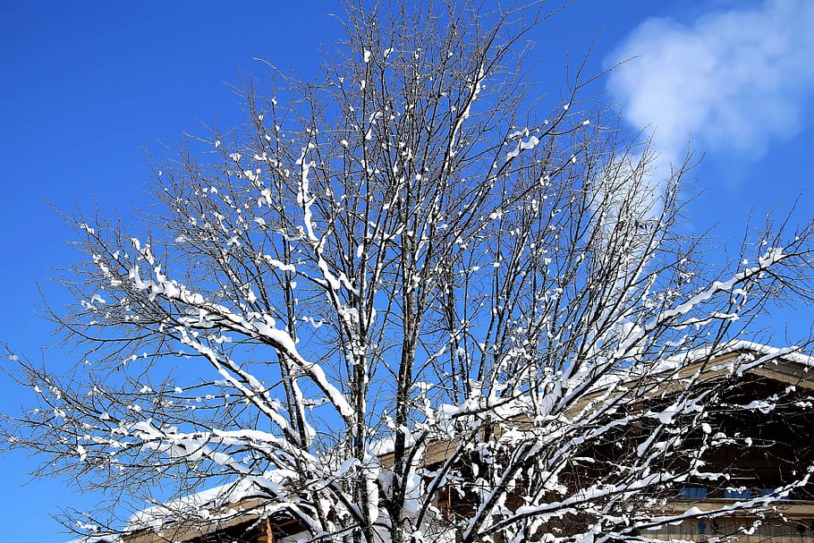 invierno, nieve, árbol, invernal, frío, naturaleza, adviento, navidad, cielo azul, helado