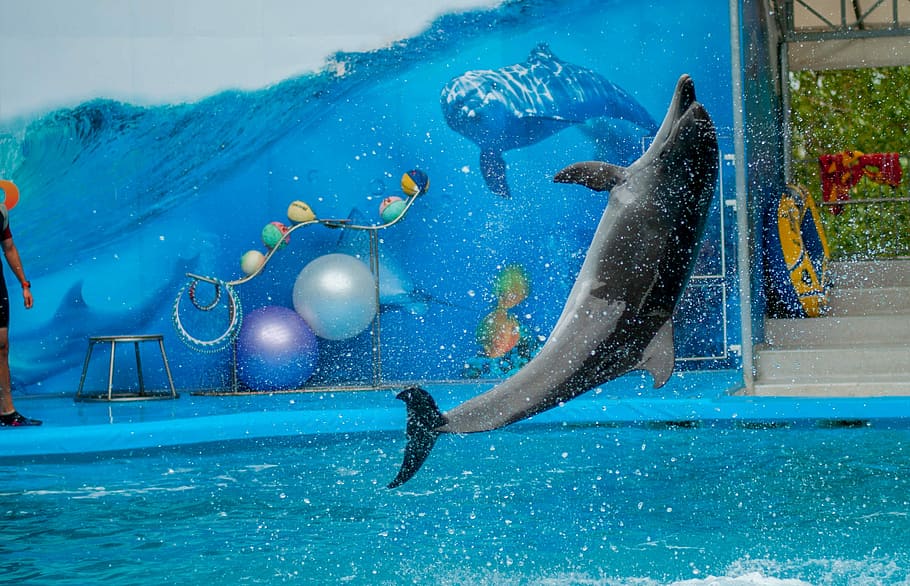 Delfín, delfinario, mar, agua, piscina, un animal, movimiento, bajo el agua, animal, temas de animales