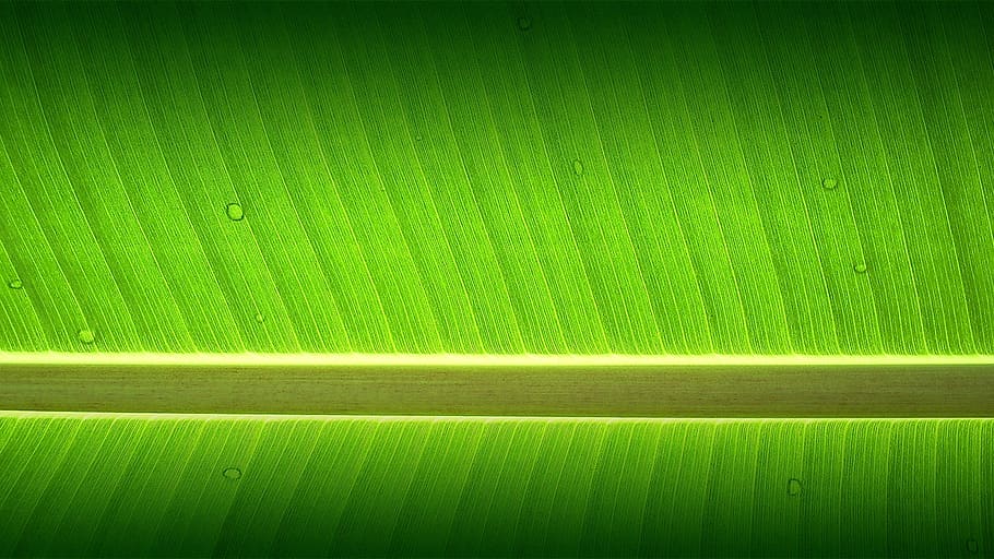 banana tree, garden, wallpaper, green color, backgrounds, full frame, pattern, close-up, leaf, nature