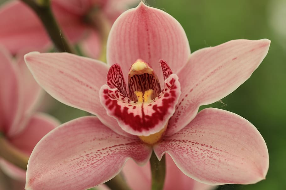 orquídea, phalaenopsis, flores, plantas, tropical, flora, rosa, rojo, naturaleza, macro