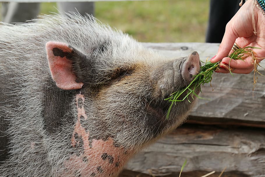 piggy, the pig, delicacy, food, hay, hand, tame, roikkomahasika, the hair, rough