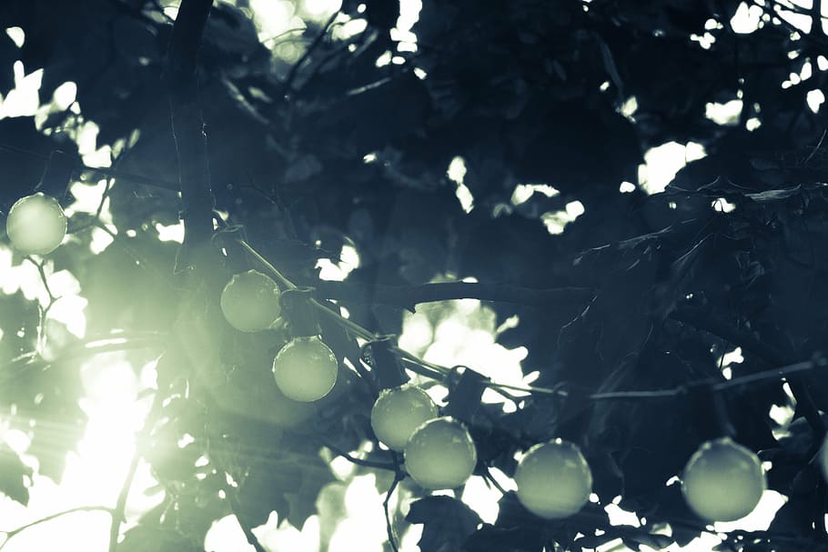 green leafed tree, round, string, lights, branch, string lights, bulbs, trees, nature, sunshine