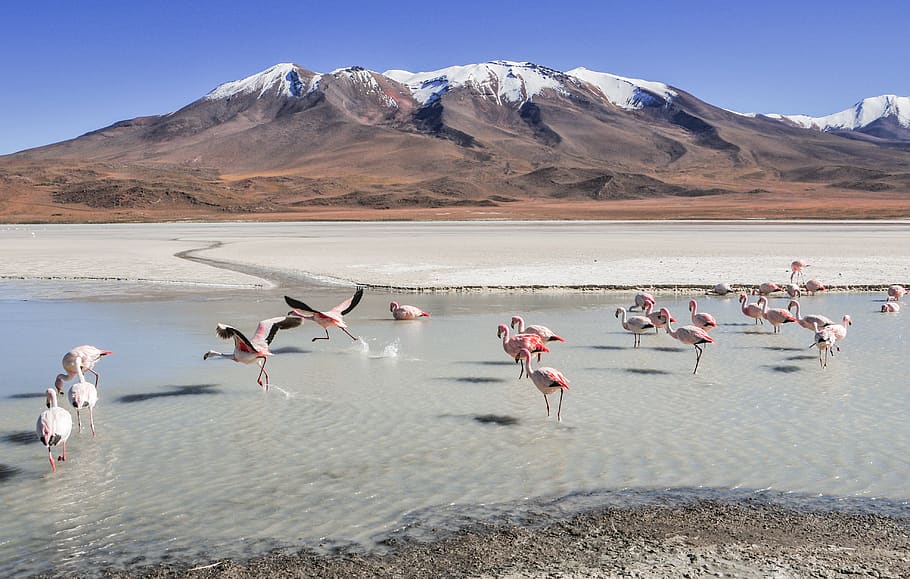 bolivia, lagoons, landscape, travel, mountain, ande, flamingos, bird, animal themes, group of animals