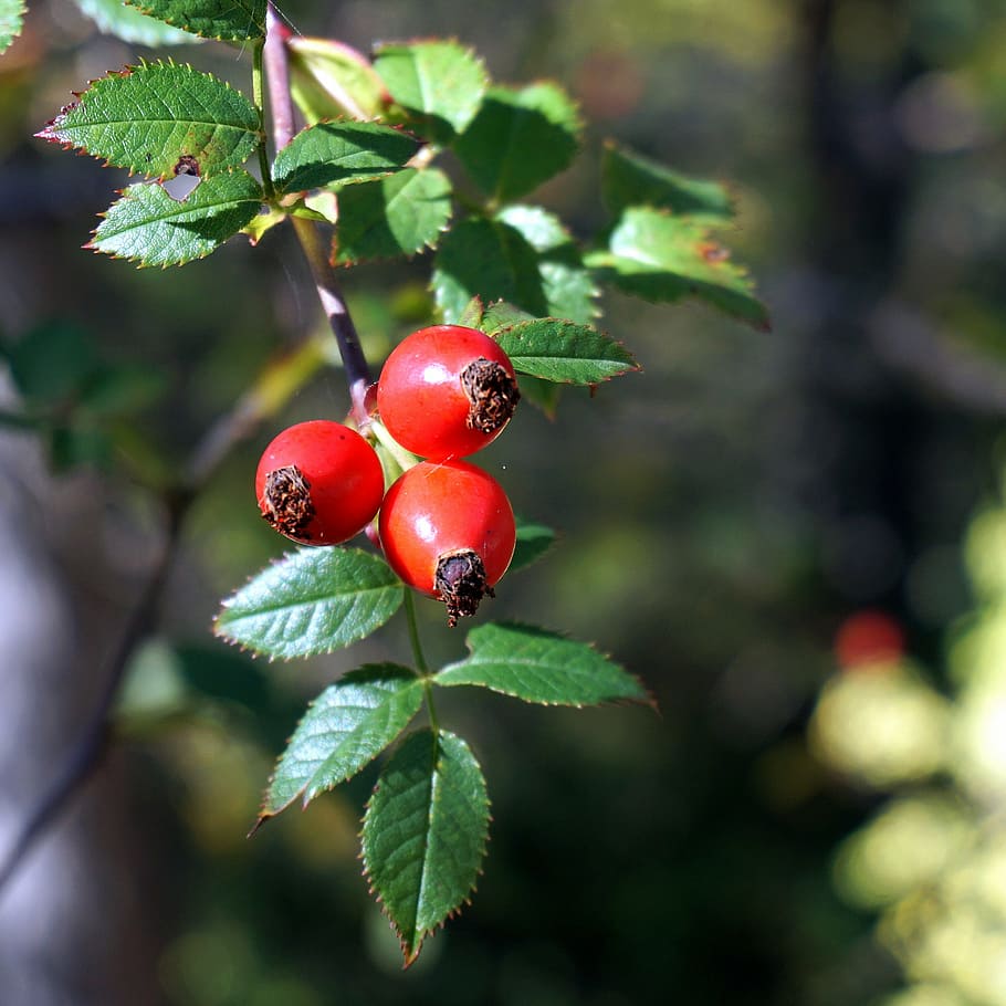 rosehip, red berries, nature, autumn, berry, forest, red, fruits of the forest, leaves, autumn leaves