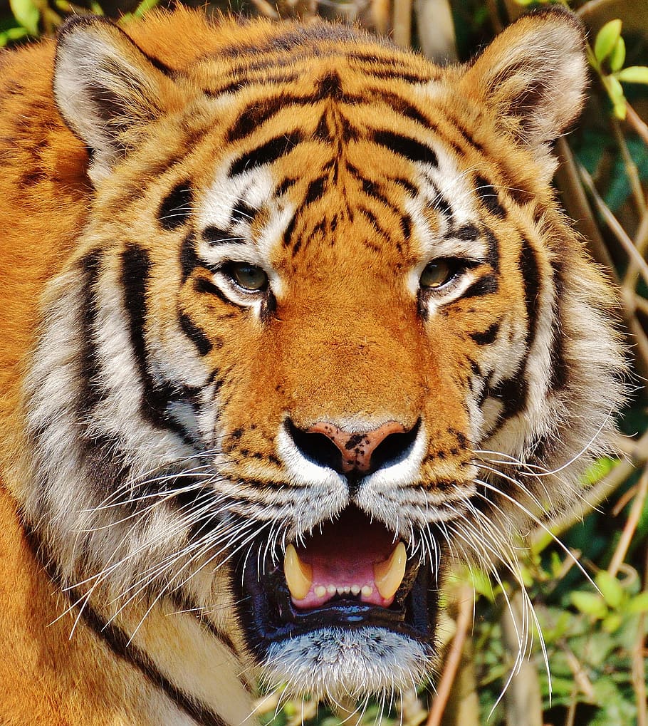 tigre marrón, tigre, depredador, pelaje, hermoso, peligroso, gato, fotografía de vida silvestre, mundo animal, tierpark hellabrunn