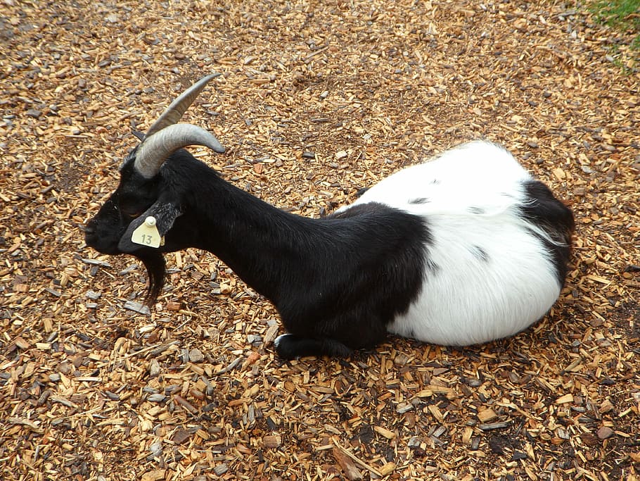 Goat, Farm, Black And White, Animal, domestic goat, zoo, lying, one animal, animal themes, animal wildlife