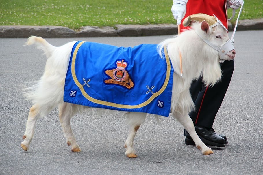cabra, mascota, canadá, militar, lindo, manta, símbolo del regimiento, naturaleza, exterior, led