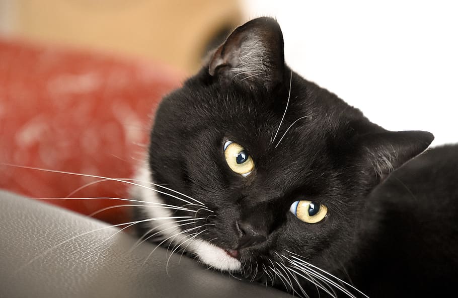 tuxedo cat, leaning, black, leather surface, domestic cat, animal shelter, mieze, wildlife photography, cat, pet