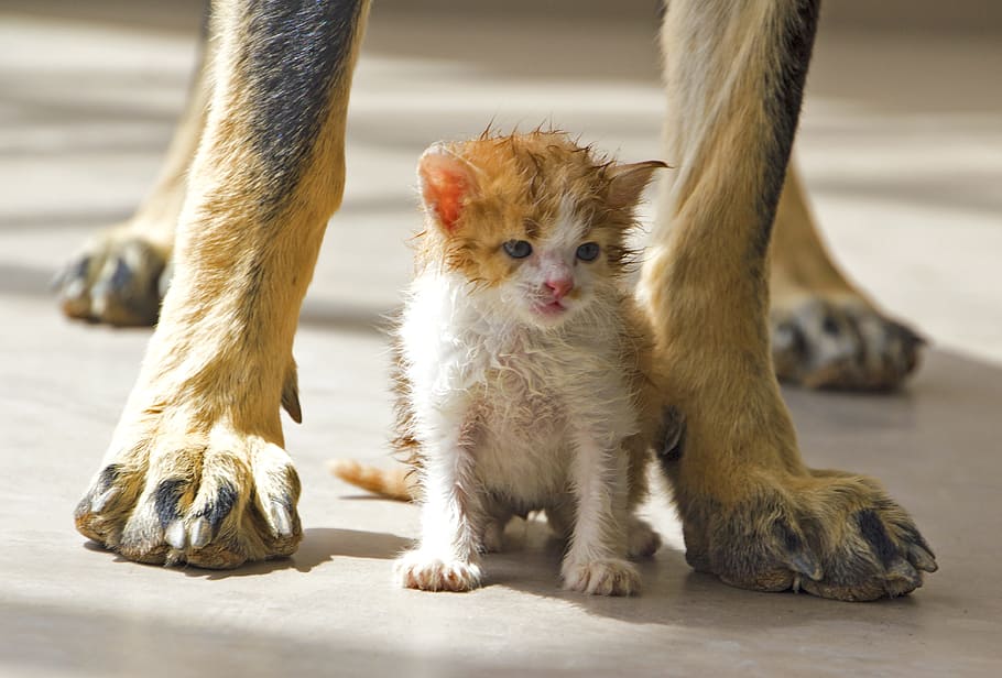 white, orange, kitten, sits, tall, dog, daytime, cat, pet, together