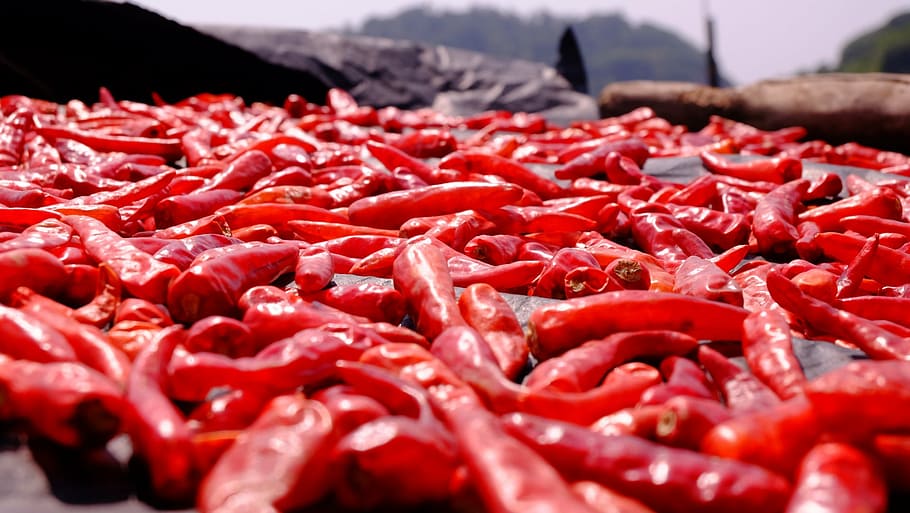 red chillis, tilt, shift, photography, dried, chili, red, peppers, spicy, food