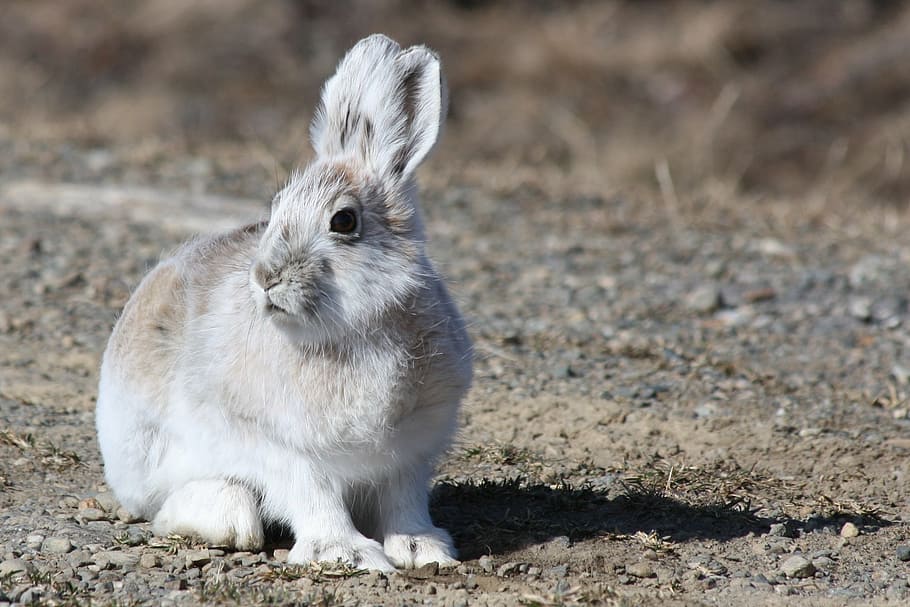 gray, white, rabbit, daytime, arctic hare, bunny, outdoors, wildlife, nature, furry